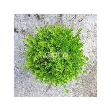 Buxusvervanger Lonicera Nitida Maigrun - bolvorm (20/30cm)