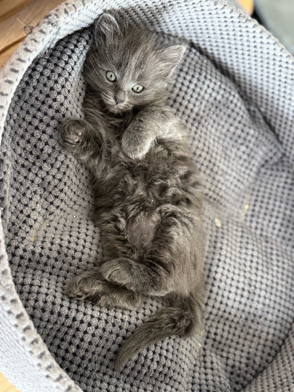 Super lief poesje Ragdoll x Nebelung poesje blauw / grijs