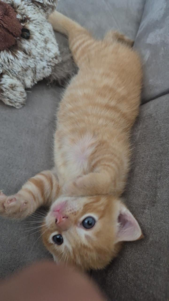 Rode Kitten