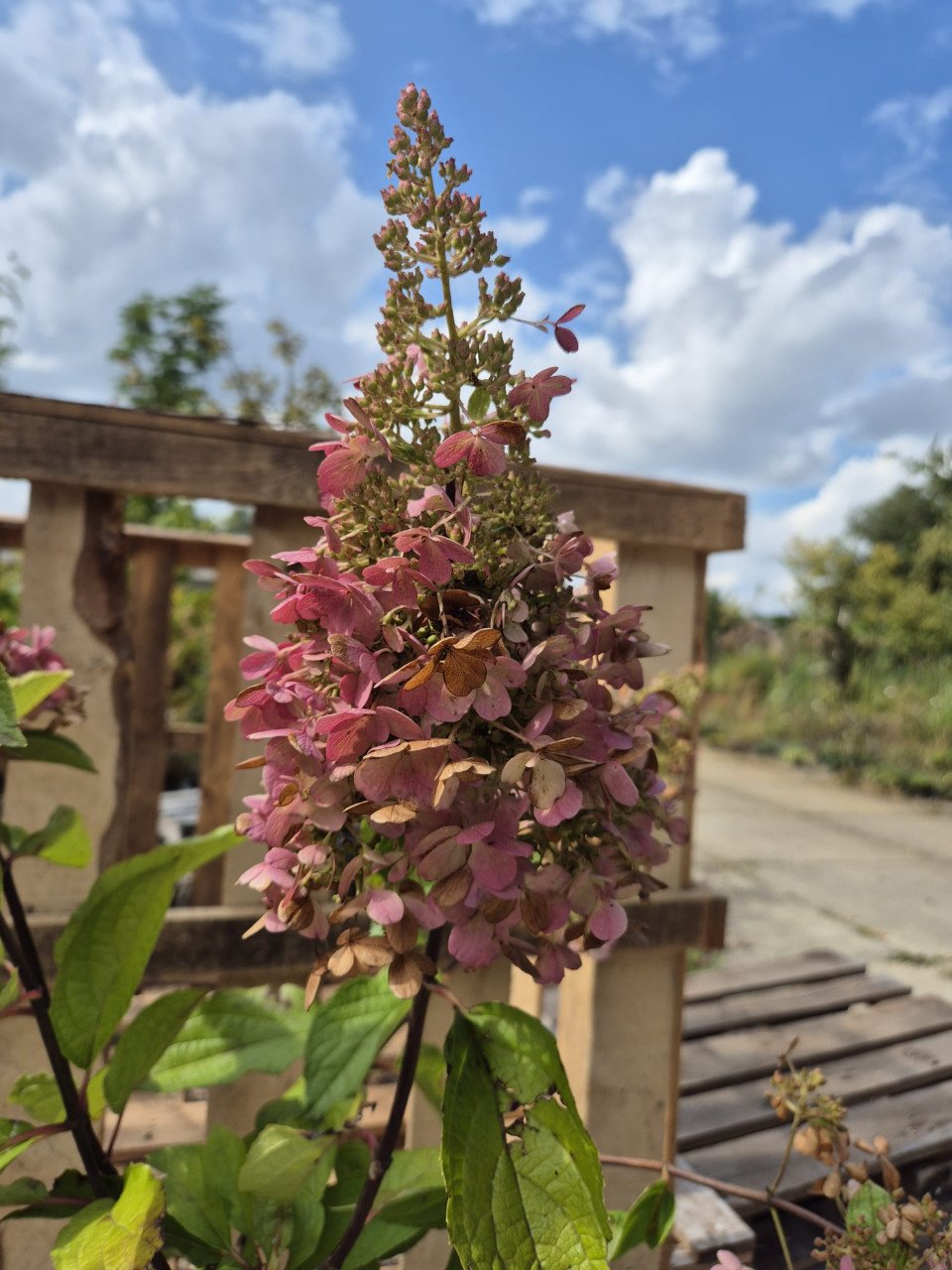 Pinky Winky hortensia - op stam