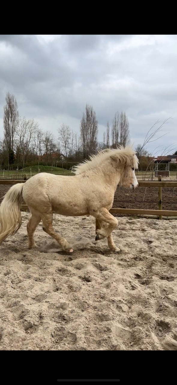 Ter dekking: palomino IJslandse hengst (draagt zilverappel)