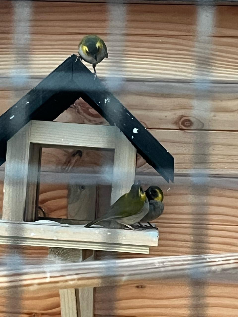 Cubavink 3 popjes van dit jaar en  1 geringd koppel van vorig jaar