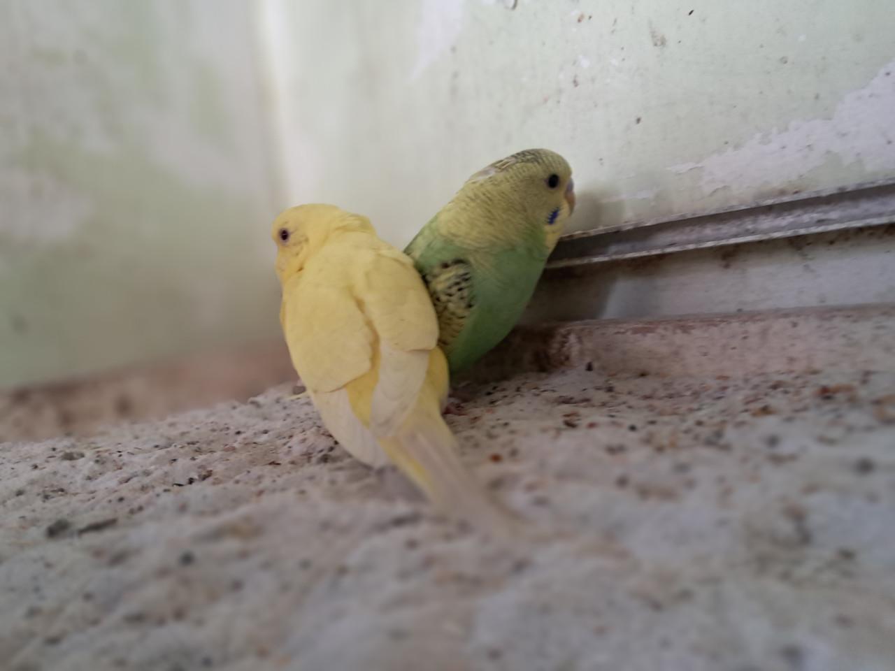 2 jonge grasparkieten