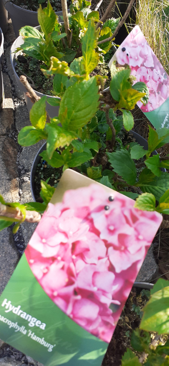 Prachtige hortensia's GERESERVEERD