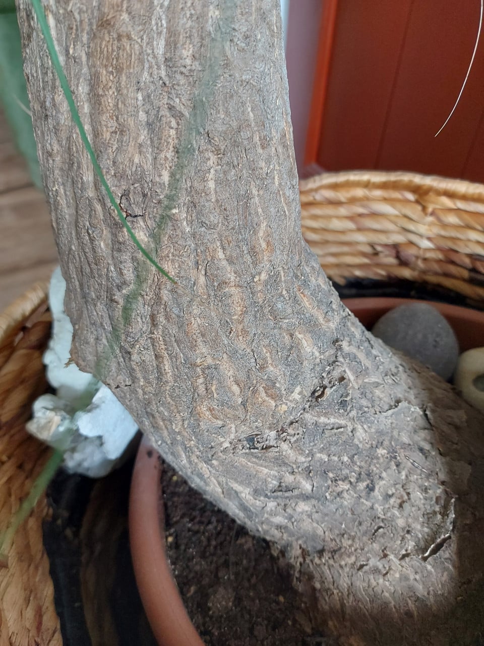 Prachtige plant Olifantspoot - Beaucarnea 2 meter hoog