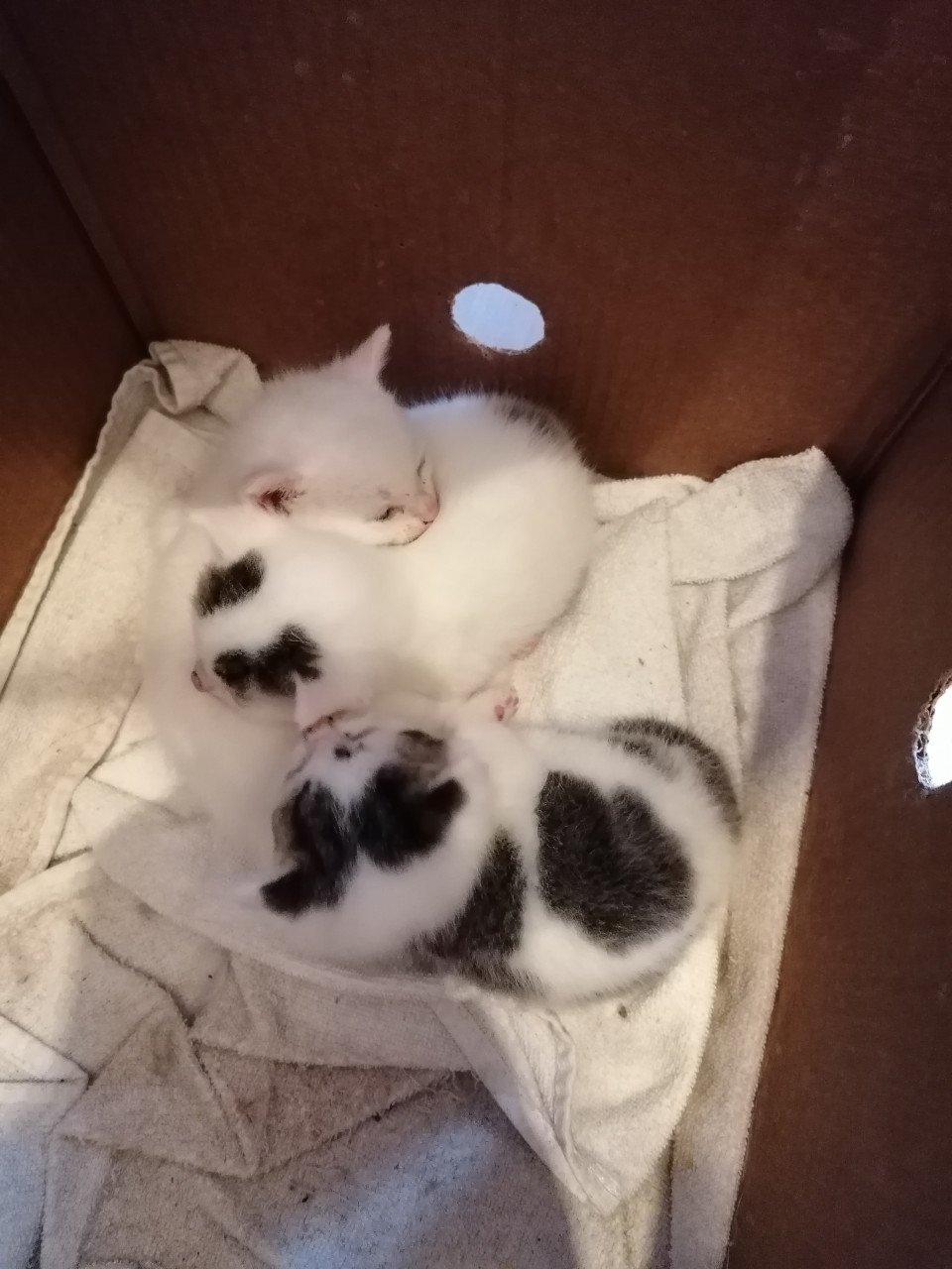 Kittens