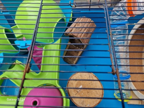 Hamsterkooi