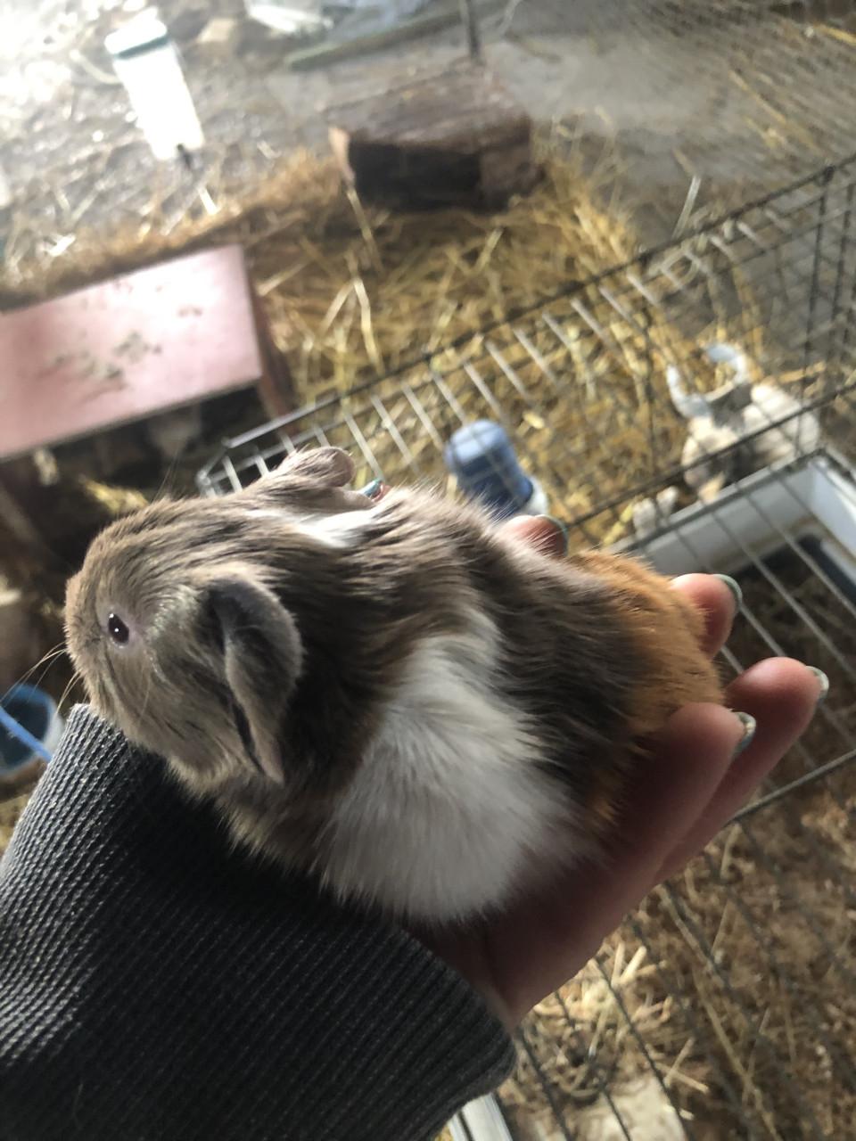 Speciaal gekleurde baby cavia’s!!