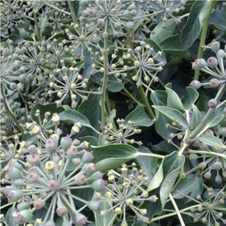 Allerlei bloemen