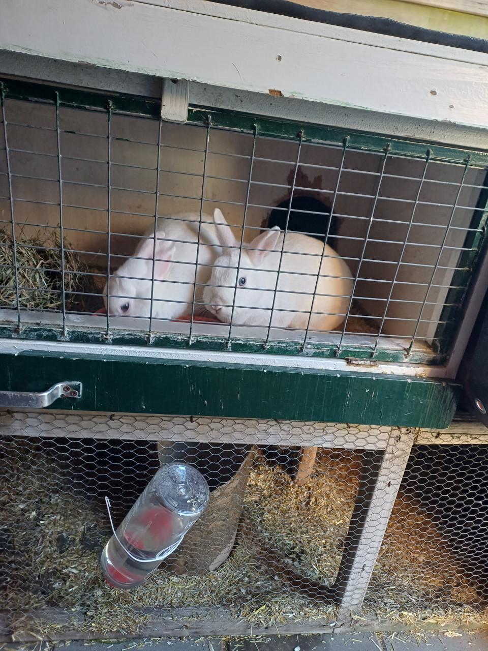 2 witte konijnen dame's