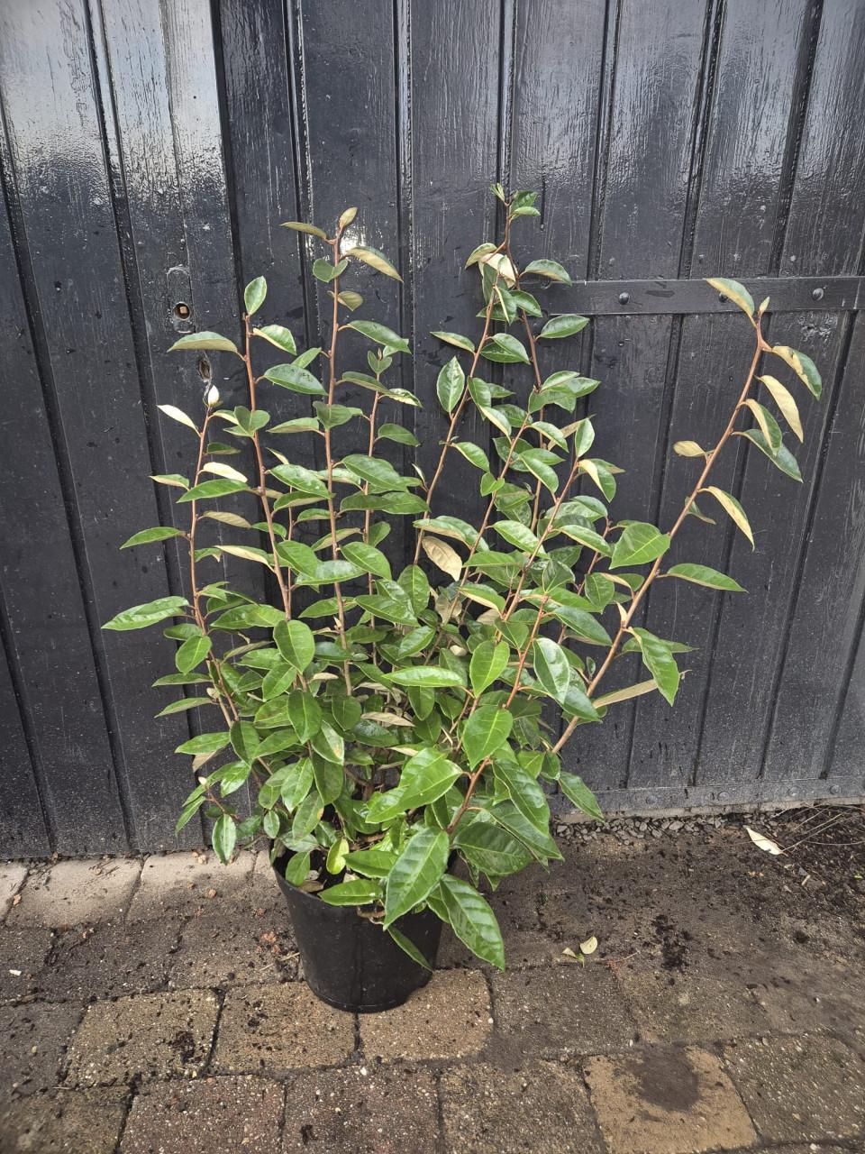 Olijfwilg 80-100 cm direct beschikbaar