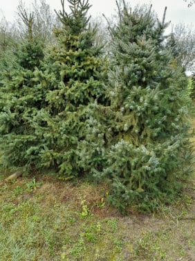Kerstbomen