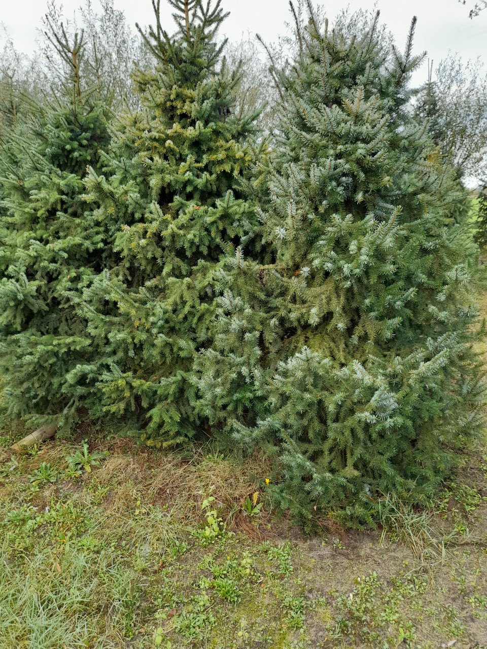 Kerstbomen