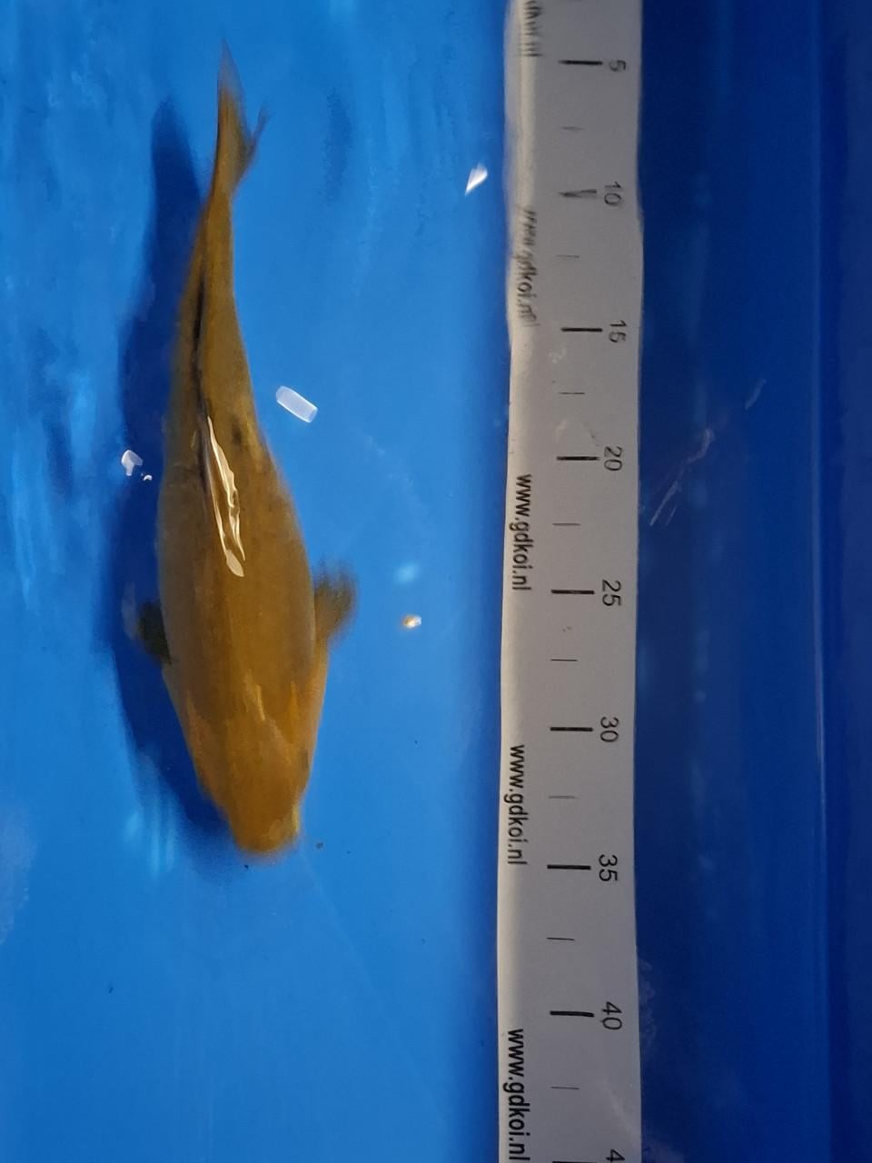 KOI KARPERS