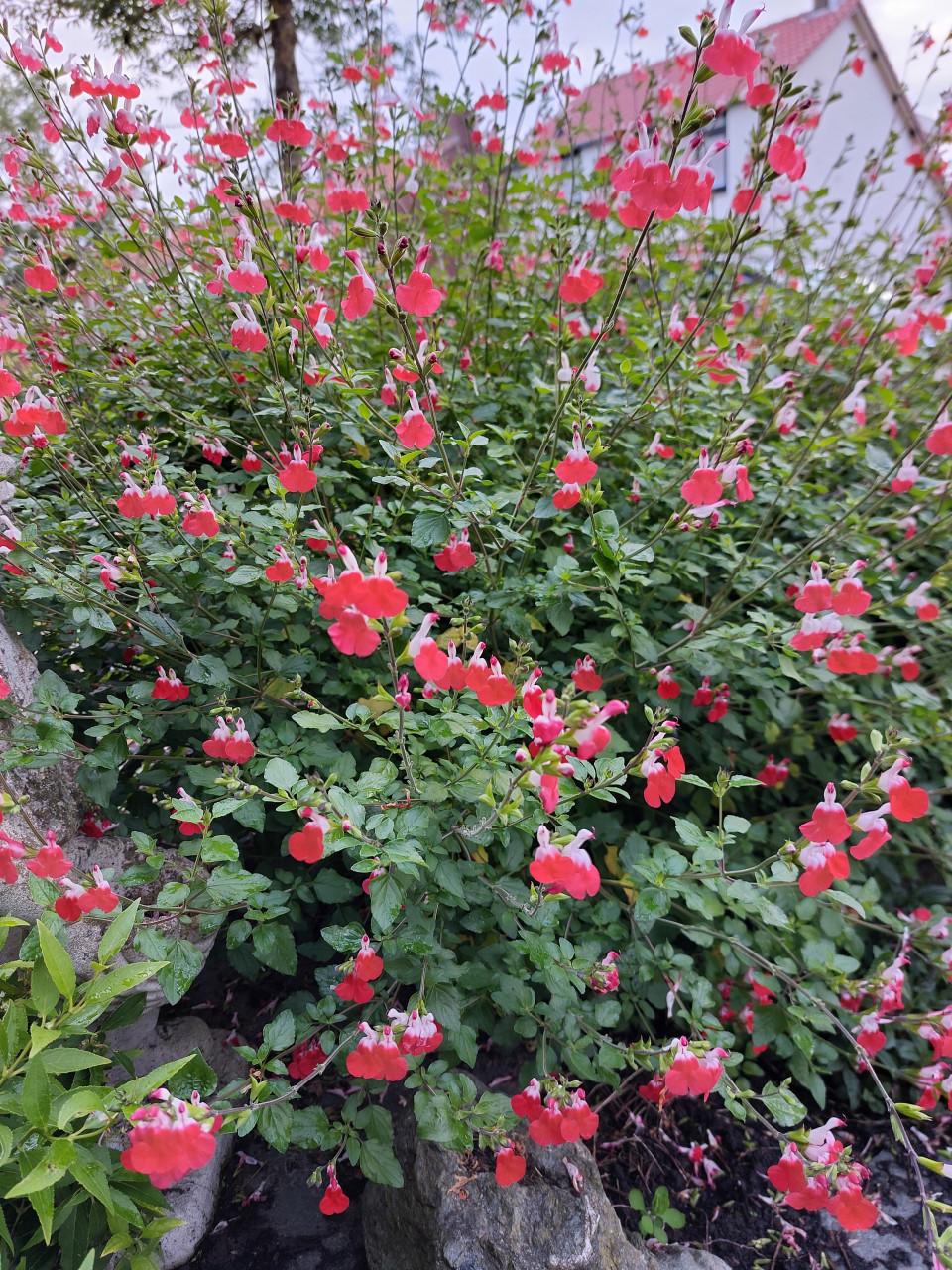 TK: AARDBEIEN PLANTEN, SIERTUIN + MOESTUIN PLANTEN BIJ DE VOORDEUR