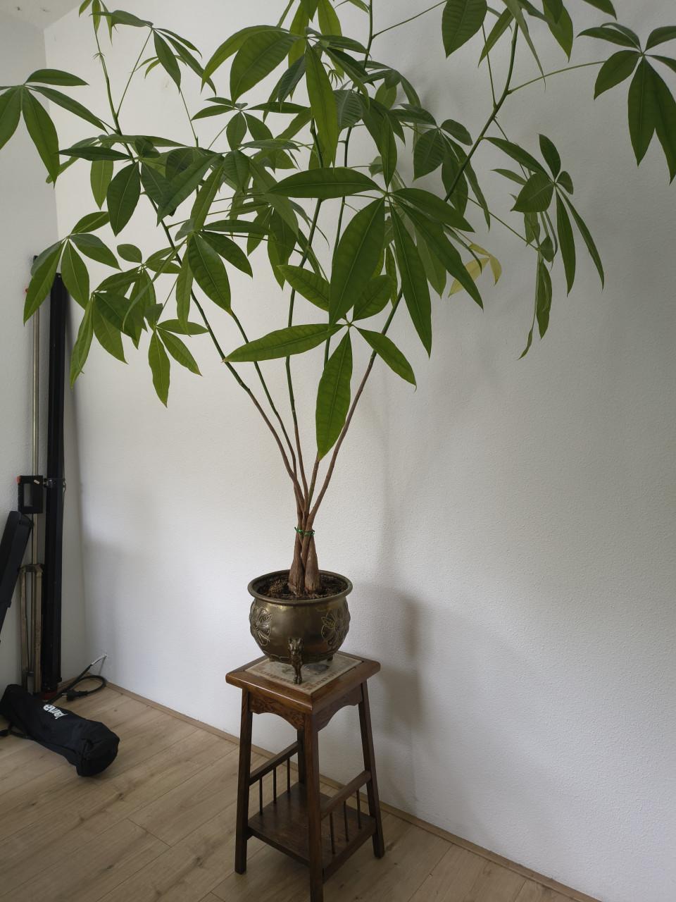 Kamerplant met pot en plantentafeltje