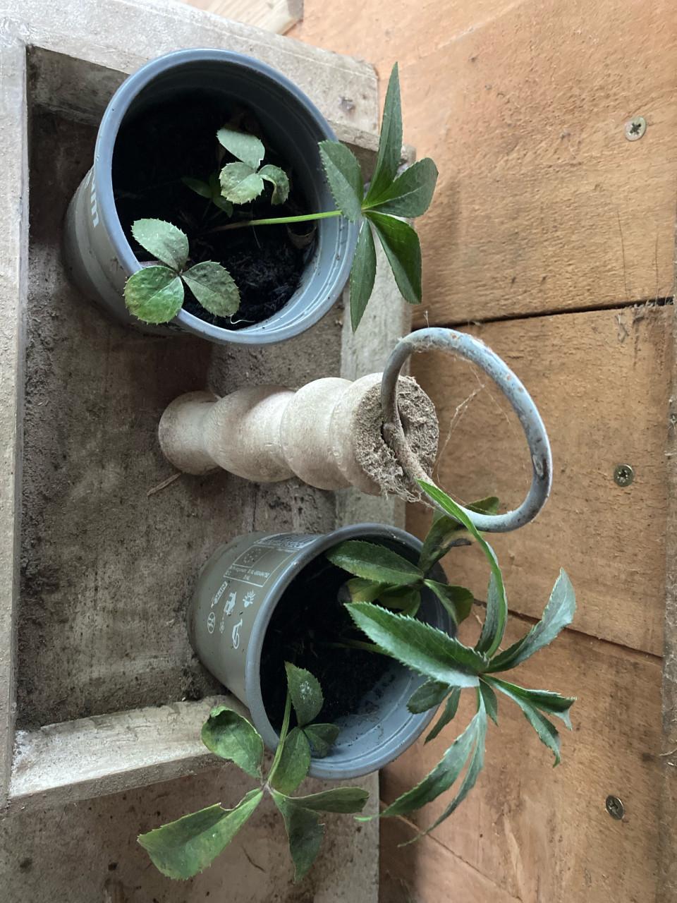 Donker rode helleborus