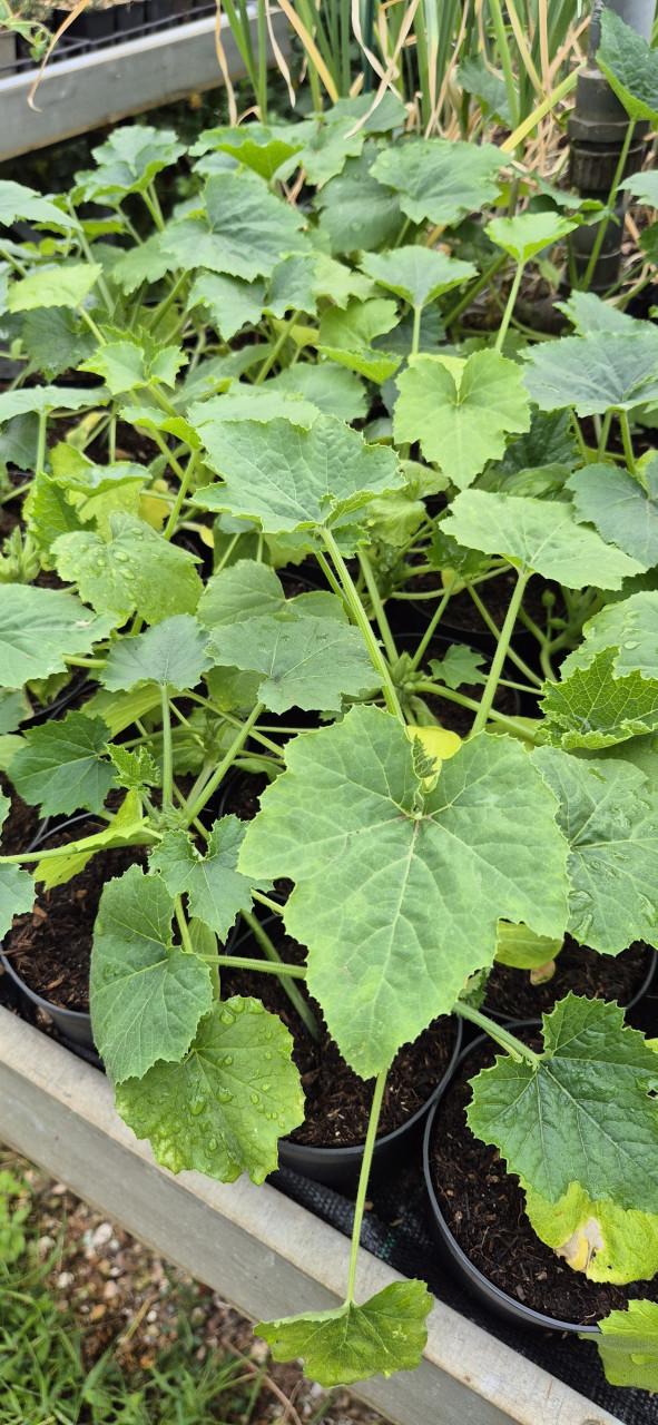 Aubergine-,peper-,puntpaprika-en cherrytomatenplanten