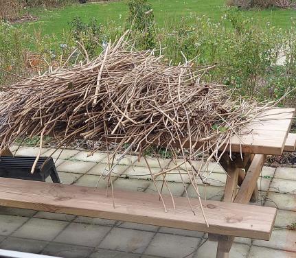 Gratis op te halen: wilgentakken