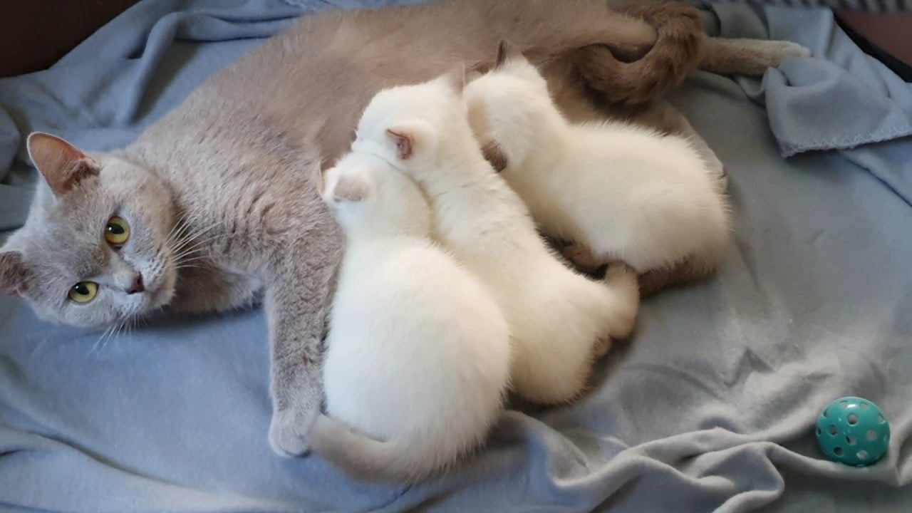 Britse korthaar kittens