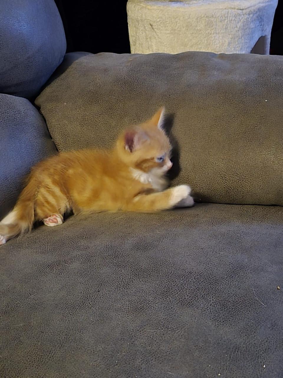 Kittens