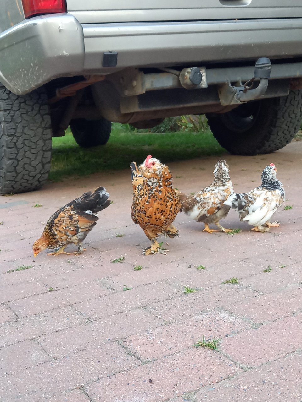 3 Ukkelse baardkriel kuikens