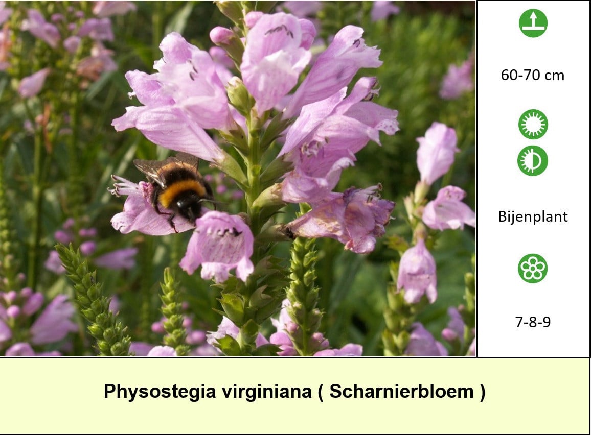 Vlinderplanten, bijenplanten, vaste planten: voor slechts € 1,25 p/st.