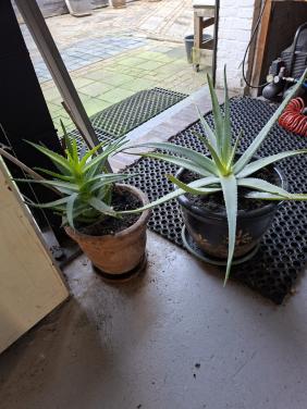 2 stuks Aloe Vera planten in pot