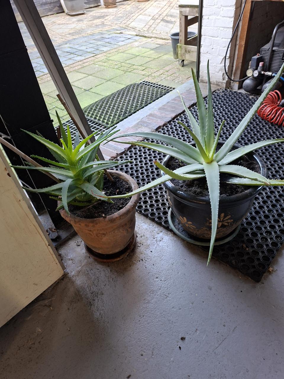 2 stuks Aloe Vera planten in pot