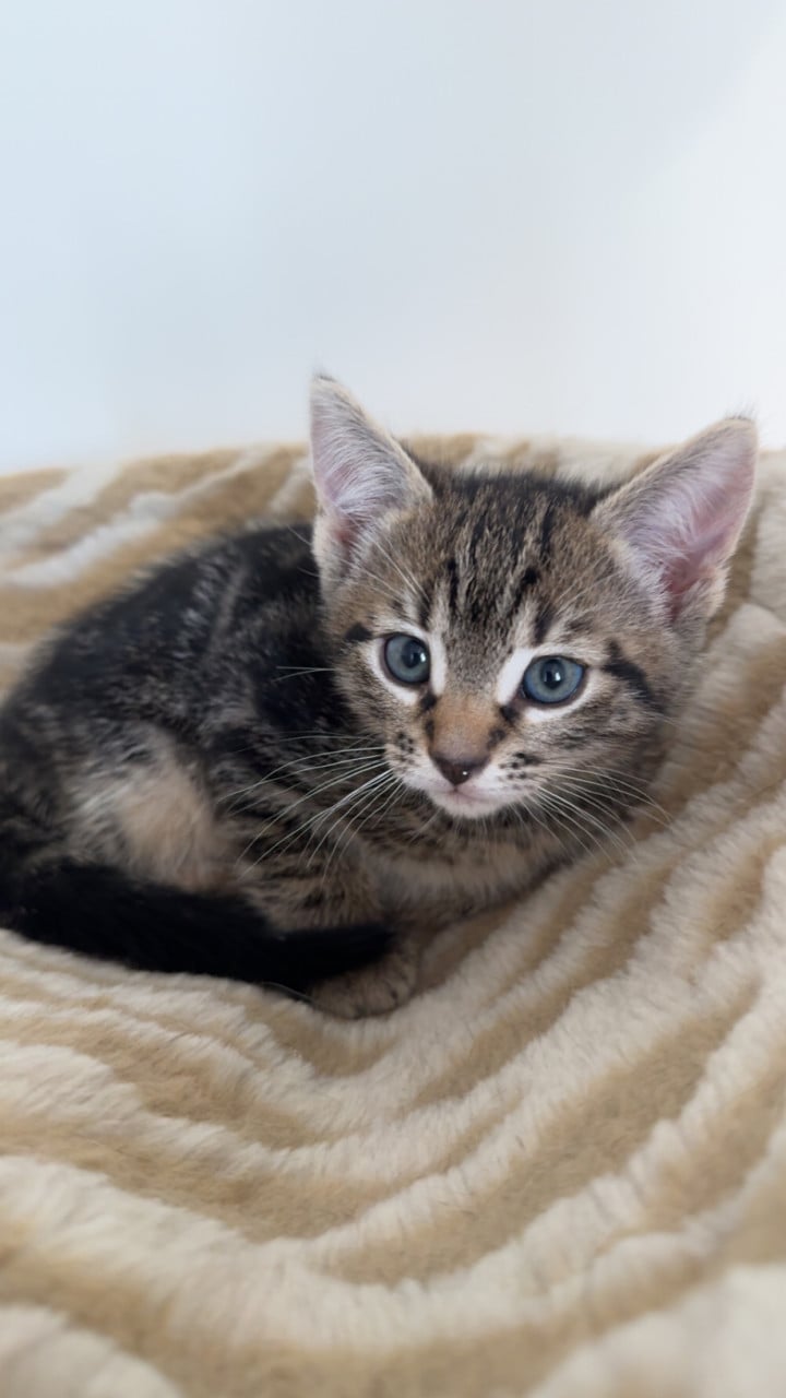 Kittens