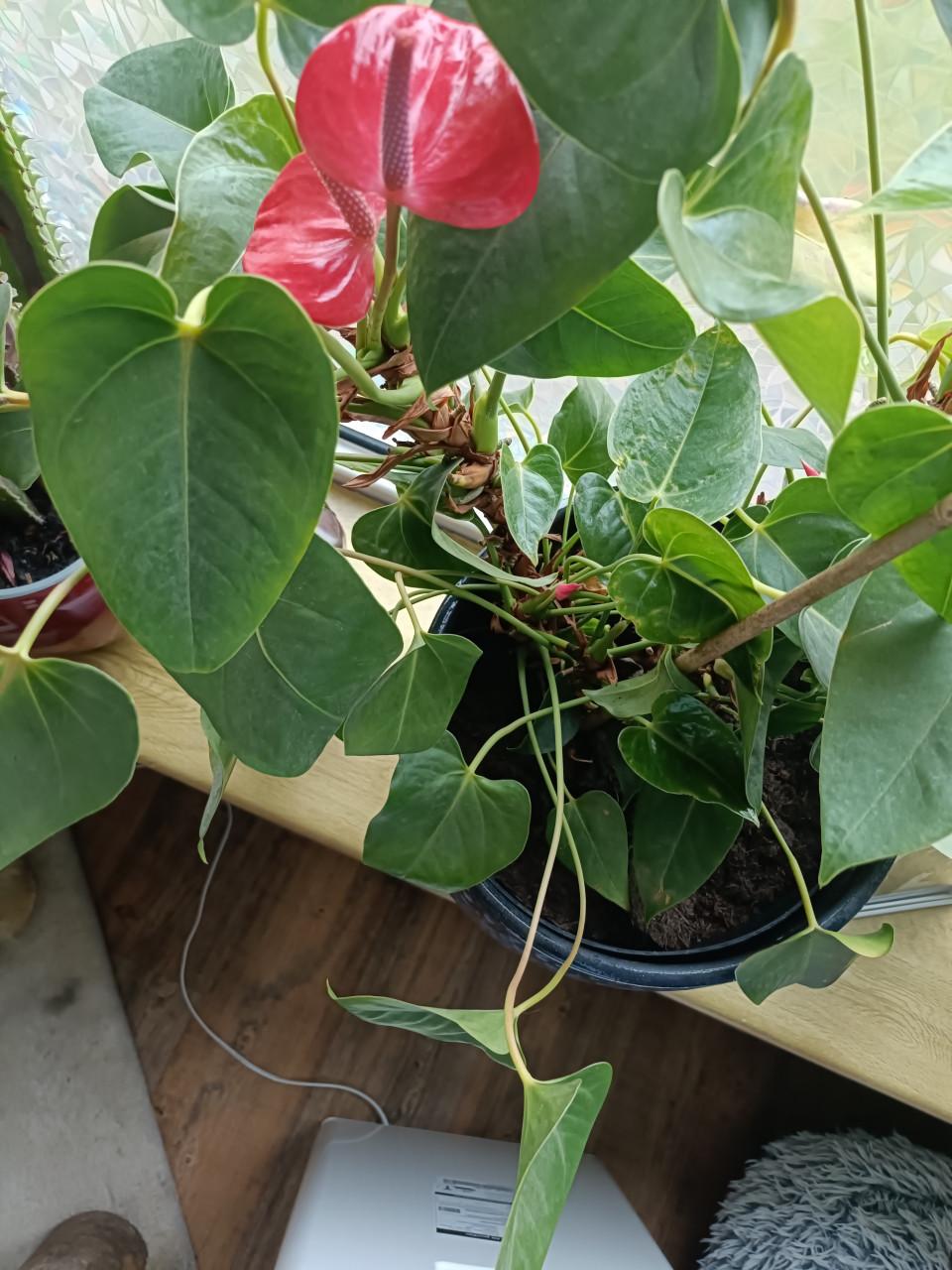 Hrote Anthurium rose kamerplant