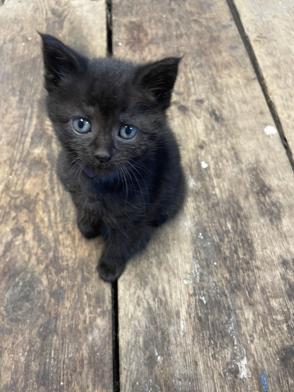 Kittens