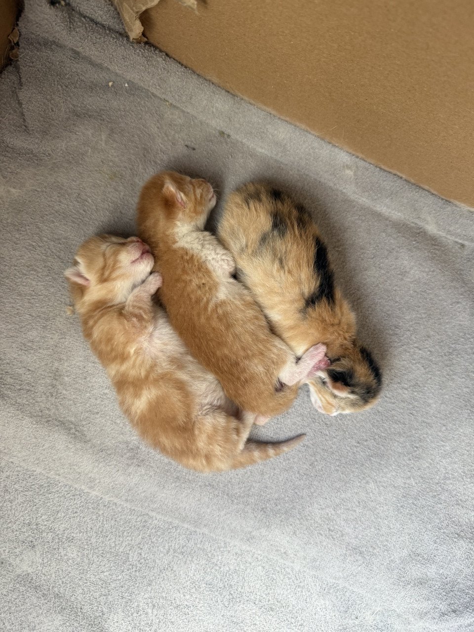 Kittens