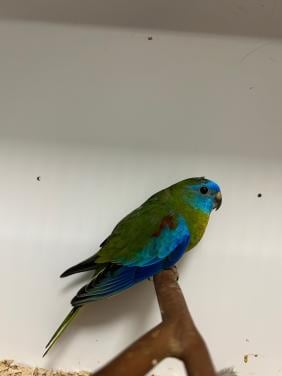 Turqoisine parkieten