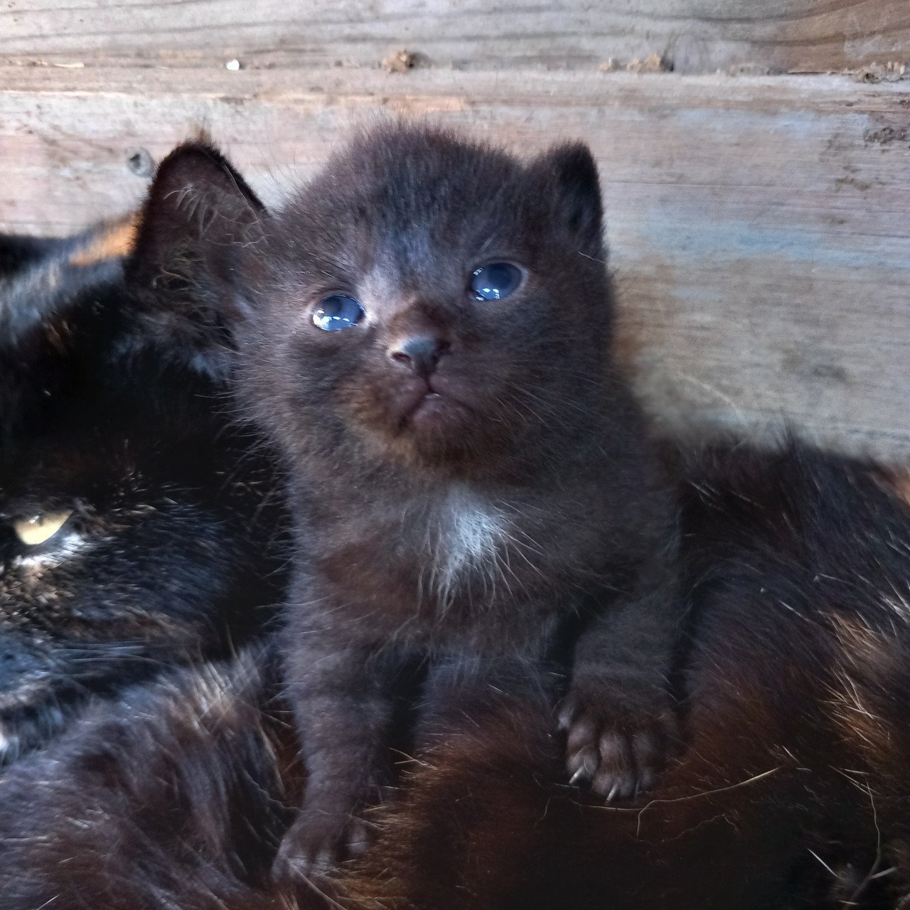 2 prachtige nestjes kittens