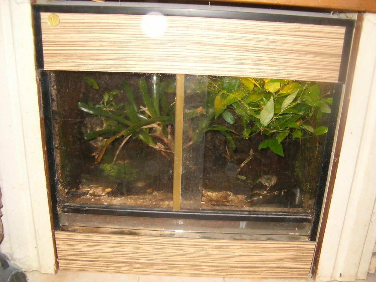 Mooi ingericht terrarium met verlichting