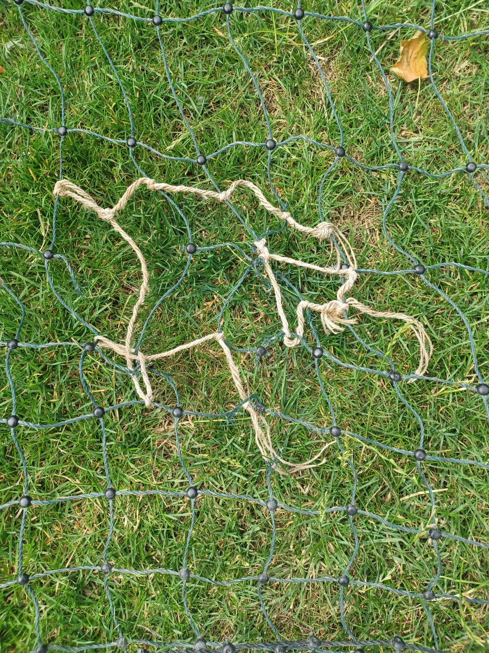 Schapengaas groen van Voss farming.
