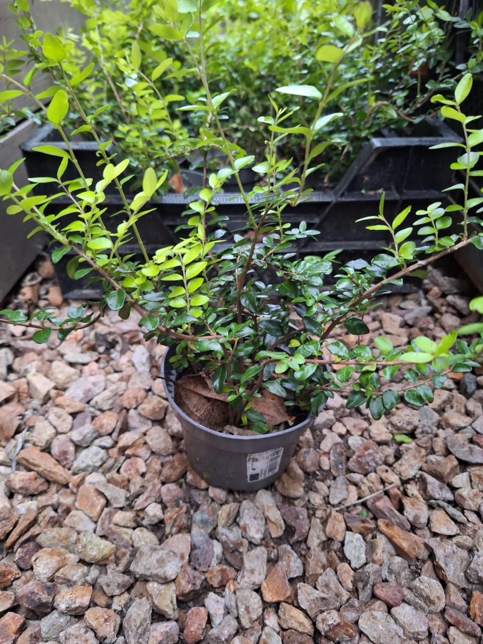 Lonicera ( struikkamperfoelie)