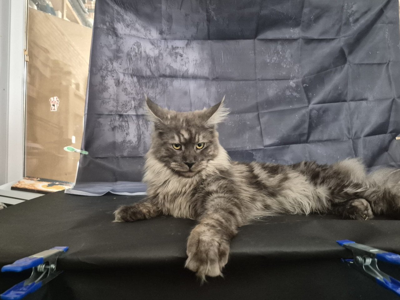 Maine coon black smoke dekkater (niet te koop)