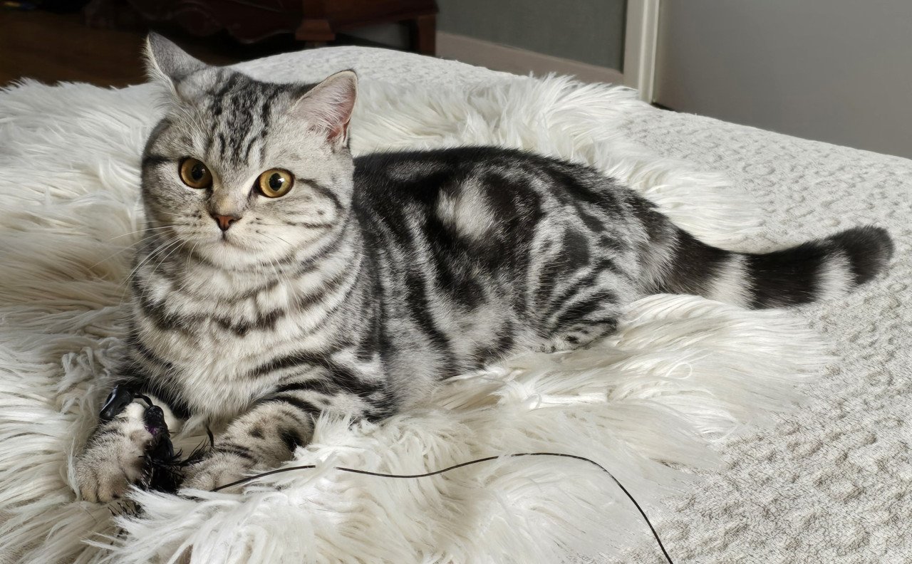 Brits korthaar Black silver shaded kitten (kater)