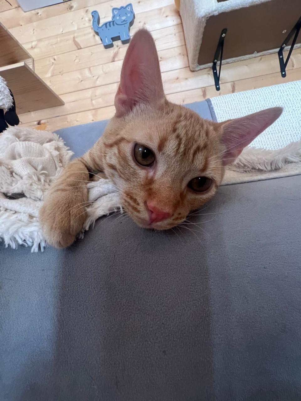 Deze hele lieve kitten broertjes zoeken hun gouden mandje!