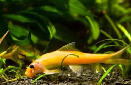 Gouden Siamese algeneter.