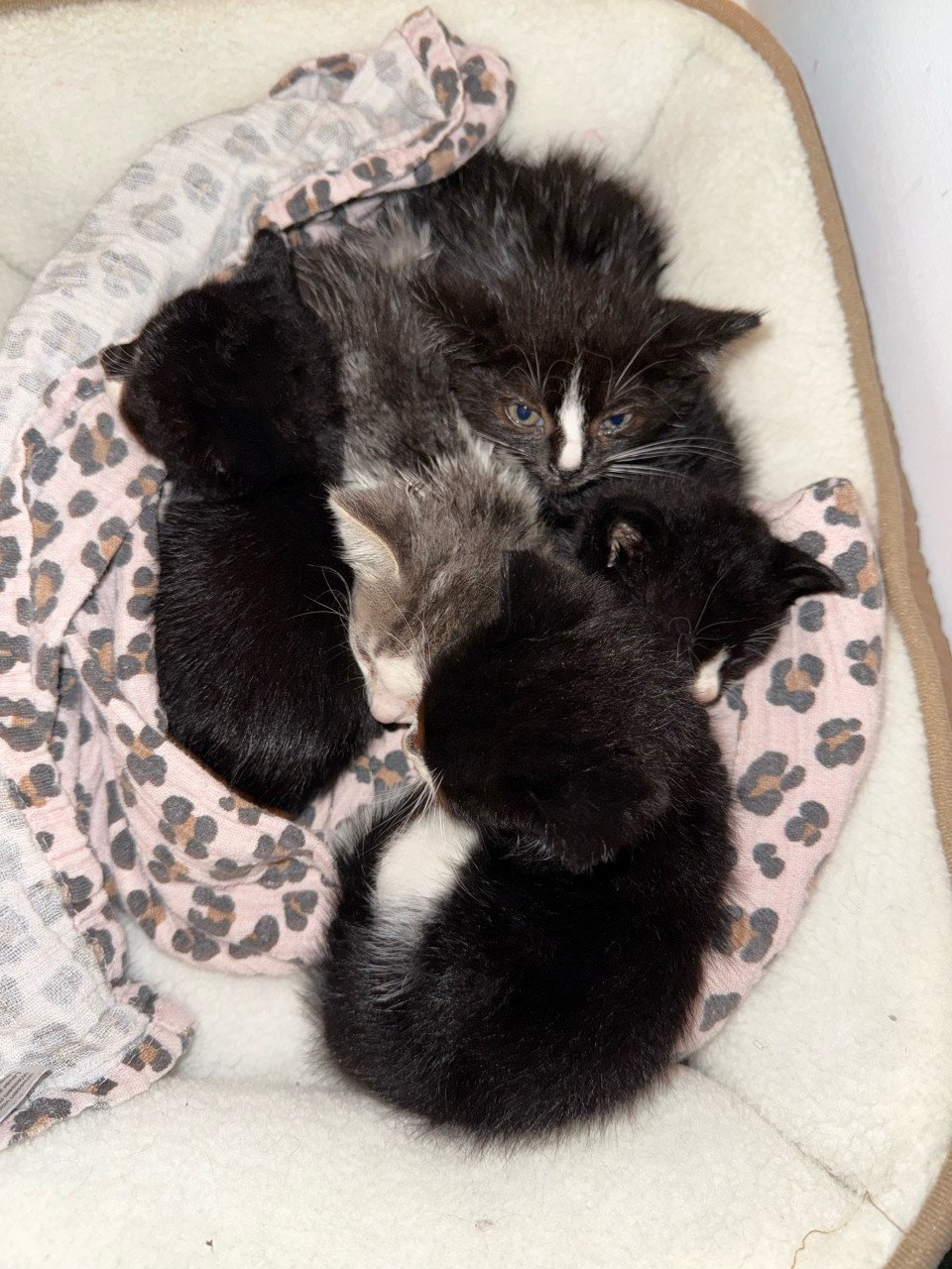 5 kittens