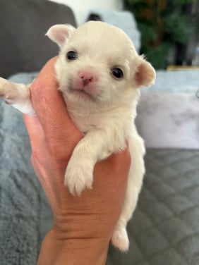 Chihuahua puppies