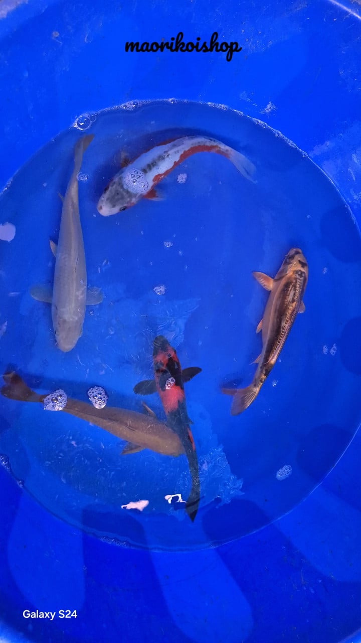 Butterflykoi