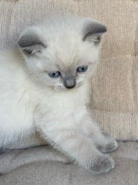 Brits Korthaar kitten blue point