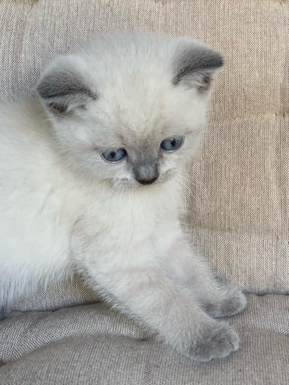 Brits Korthaar kitten blue point