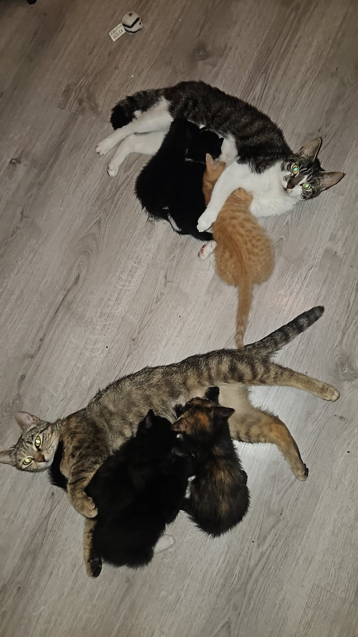 Supper schattige kittens