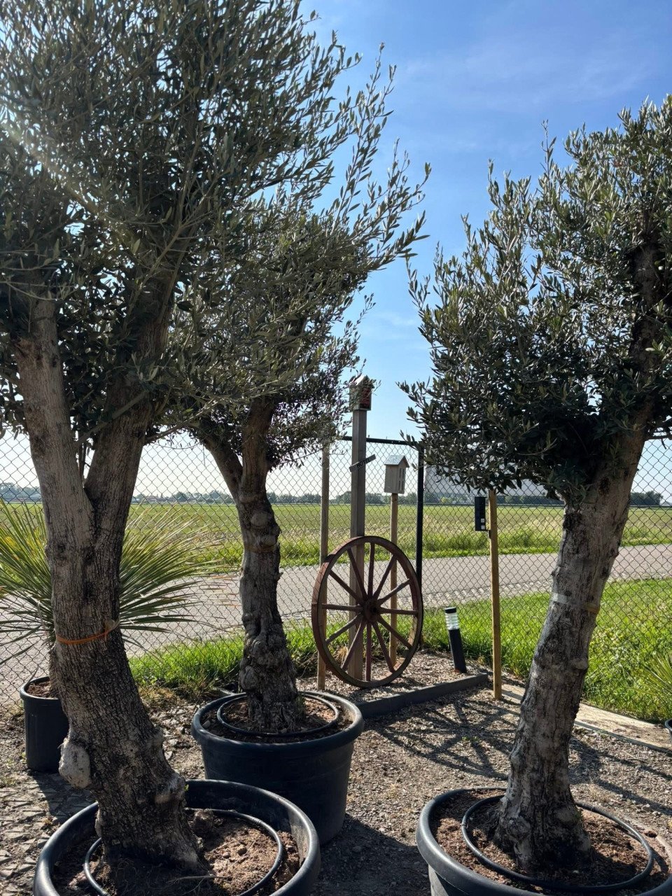 OLIJFBOMEN, YUCCA’S 30 % KORTING (op alles)