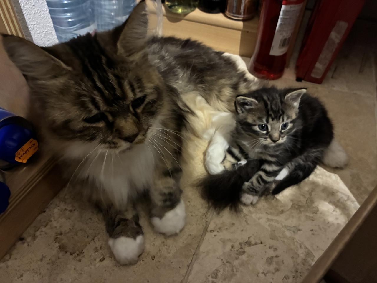 Halve raskat, Main Coon, te koop